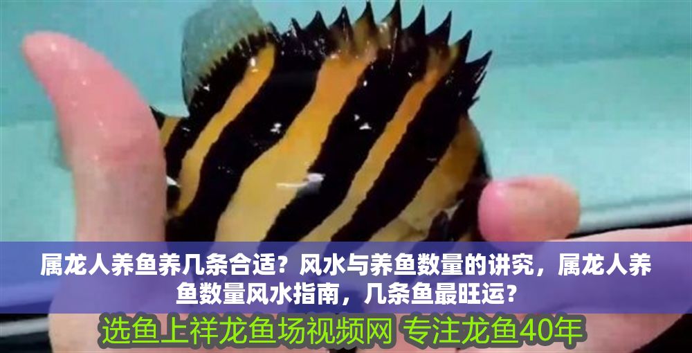 詳細(xì)閱讀:屬龍人養(yǎng)魚養(yǎng)幾條合適?風(fēng)水與養(yǎng)魚數(shù)量的講究,屬龍人養(yǎng)魚數(shù)量風(fēng)水指南,幾條魚最旺運(yùn)? 屬龍人養(yǎng)魚養(yǎng)幾條合適?風(fēng)水與養(yǎng)魚數(shù)量的講究,屬龍人養(yǎng)魚數(shù)量風(fēng)水指南,幾條魚最旺運(yùn)?