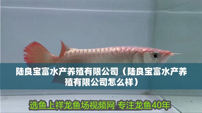 陸良寶富水產(chǎn)養(yǎng)殖有限公司（陸良寶富水產(chǎn)養(yǎng)殖有限公司怎么樣） 陸良寶富水產(chǎn)養(yǎng)殖有限公司（陸良寶富水產(chǎn)養(yǎng)殖有限公司怎么樣） 全國(guó)水族館企業(yè)名錄