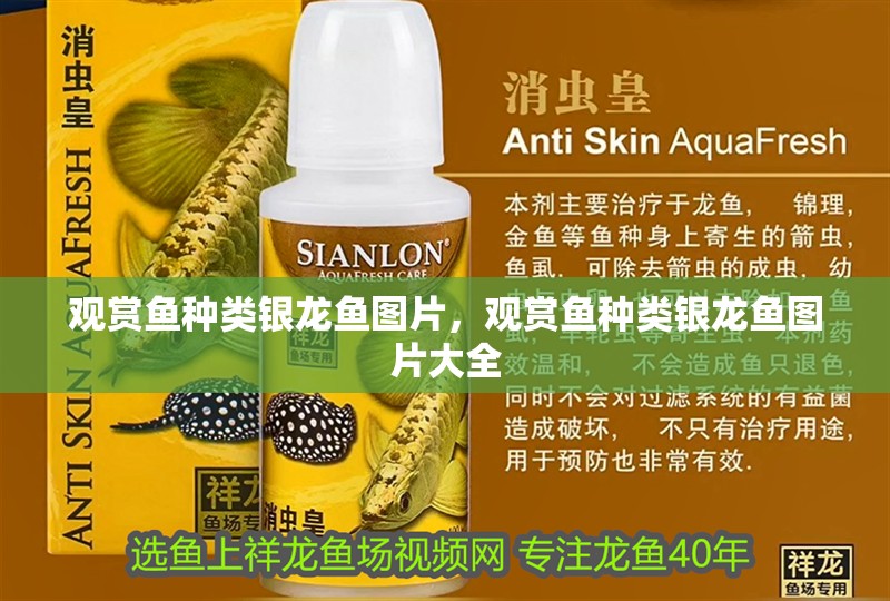 觀賞魚種類銀龍魚圖片，觀賞魚種類銀龍魚圖片大全