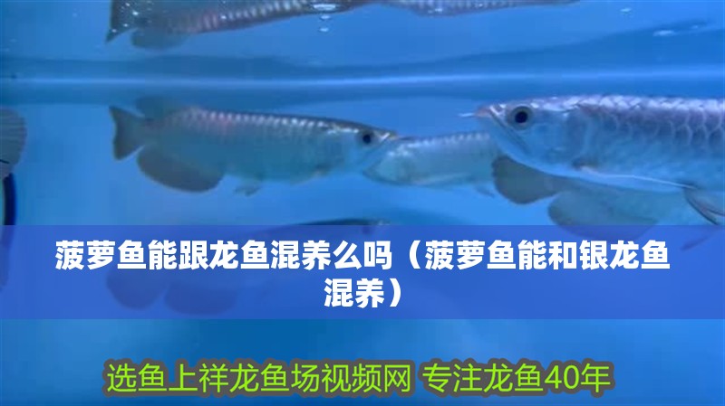 菠蘿魚能跟龍魚混養么嗎（菠蘿魚能和銀龍魚混養）