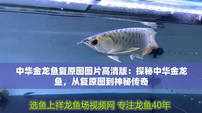 中華金龍魚復原圖圖片高清版：探秘中華金龍魚，從復原圖到神秘傳奇