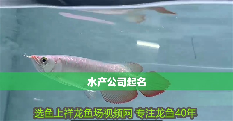水產公司起名