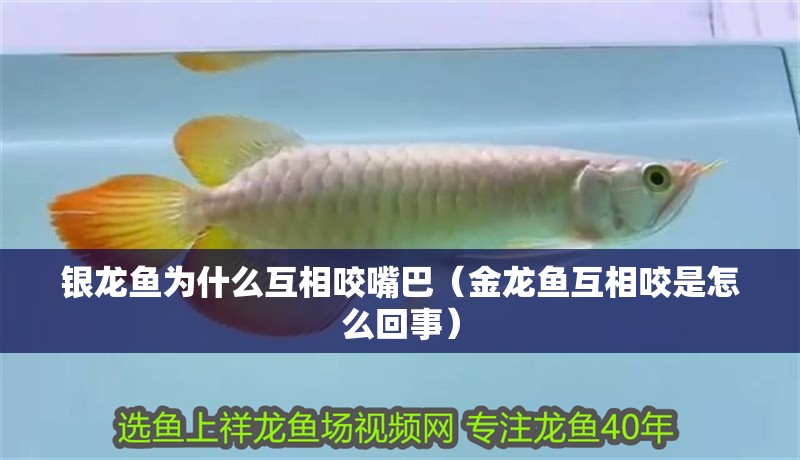 銀龍魚為什么互相咬嘴巴（金龍魚互相咬是怎么回事）