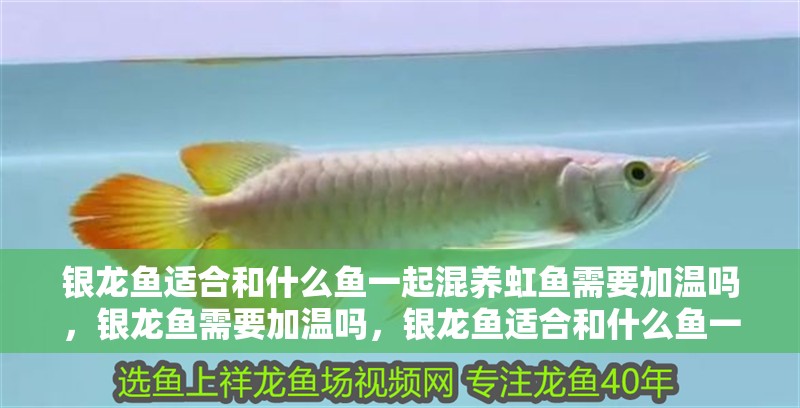 銀龍魚適合和什么魚一起混養虹魚需要加溫嗎，銀龍魚需要加溫嗎，銀龍魚適合和什么魚一起養