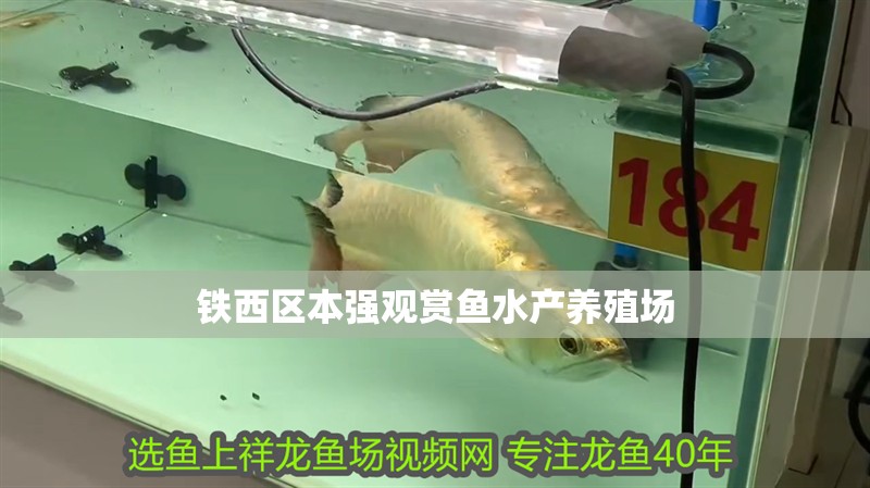 鐵西區本強觀賞魚水產養殖場