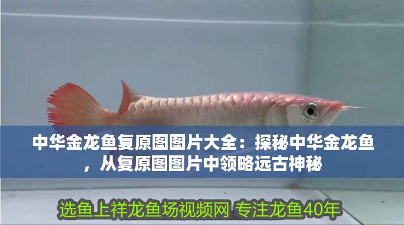 中華金龍魚復原圖圖片大全：探秘中華金龍魚，從復原圖圖片中領略遠古神秘
