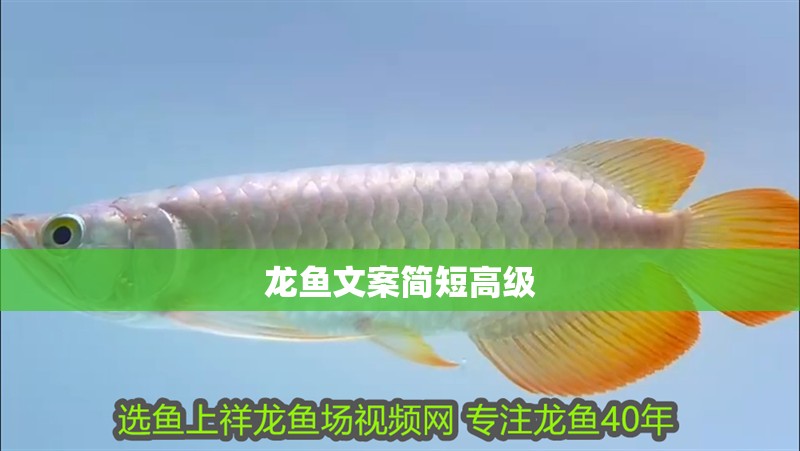 龍魚文案簡短高級
