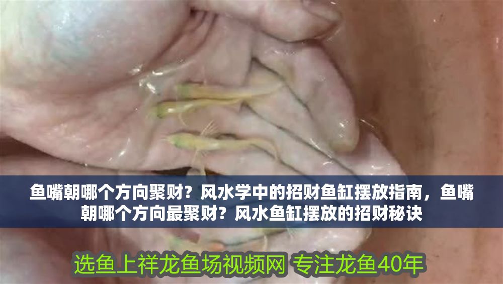 魚嘴朝哪個方向聚財？風水學中的招財魚缸擺放指南，魚嘴朝哪個方向最聚財？風水魚缸擺放的招財秘訣