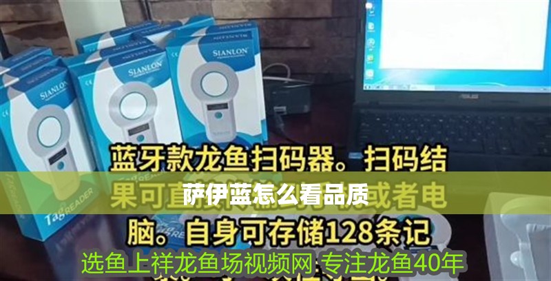 薩伊藍怎么看品質 薩伊藍怎么看品質 龍魚論壇