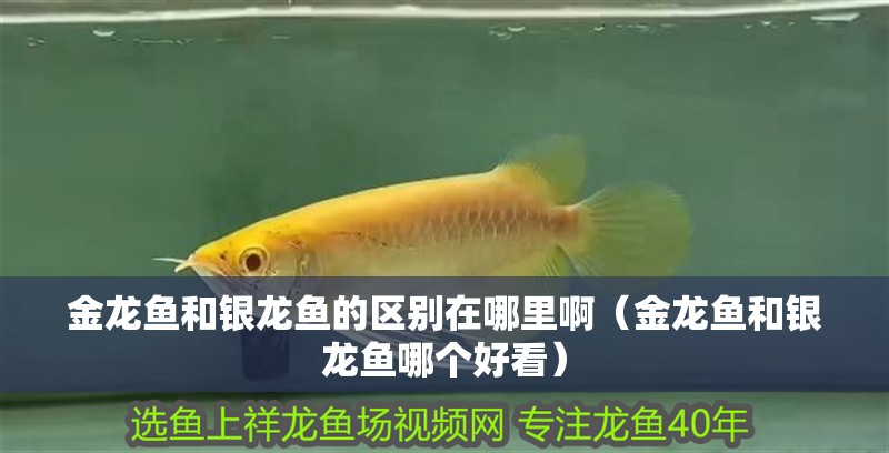 金龍魚和銀龍魚的區別在哪里啊（金龍魚和銀龍魚哪個好看）