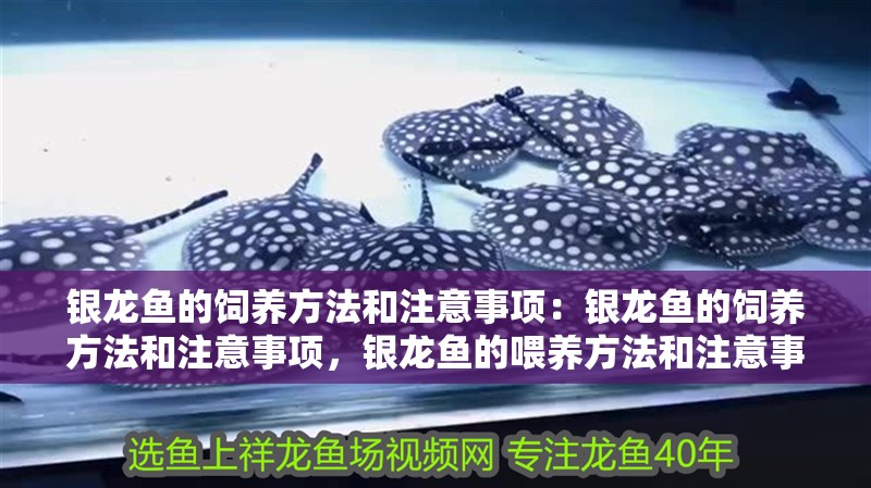 銀龍魚的飼養方法和注意事項：銀龍魚的飼養方法和注意事項，銀龍魚的喂養方法和注意事項