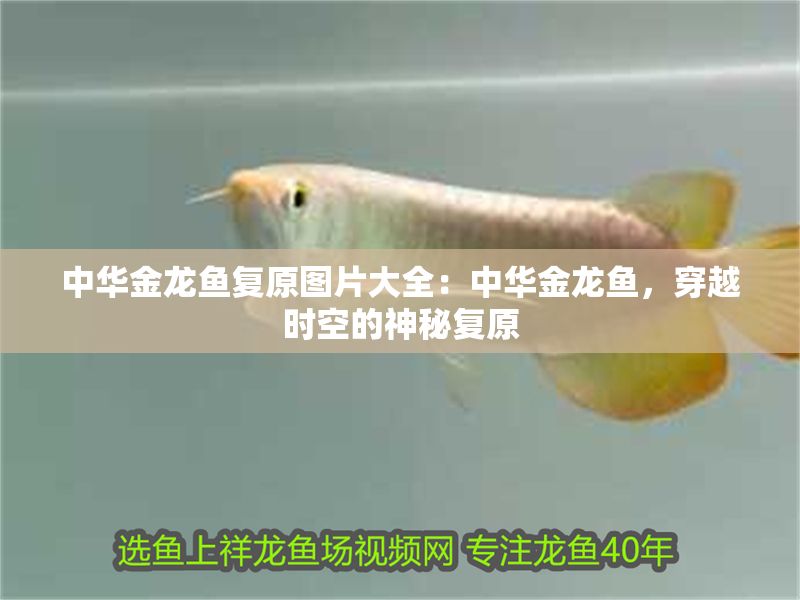 中華金龍魚復(fù)原圖片大全：中華金龍魚，穿越時空的神秘復(fù)原