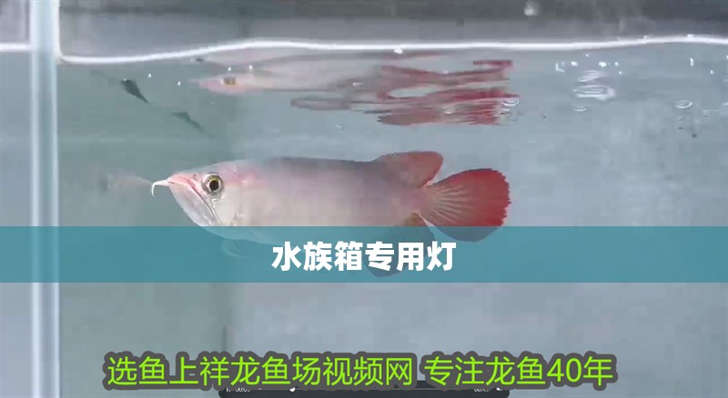 水族箱專用燈