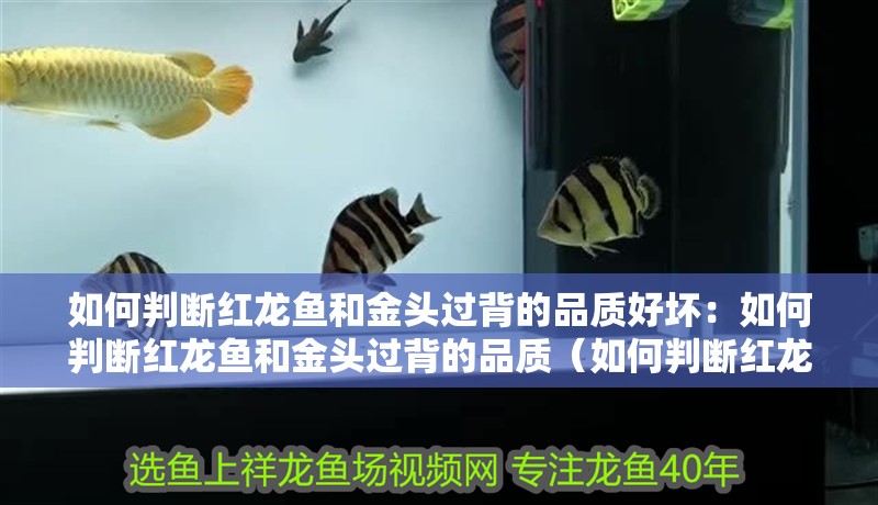 如何判斷紅龍魚和金頭過背的品質好壞：如何判斷紅龍魚和金頭過背的品質（如何判斷紅龍魚和金頭過背）