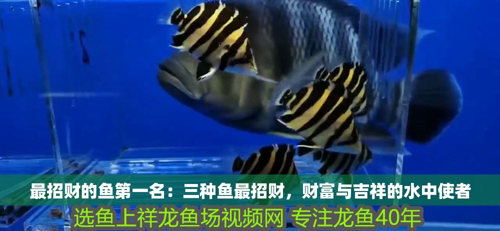 最招財的魚第一名：三種魚最招財，財富與吉祥的水中使者