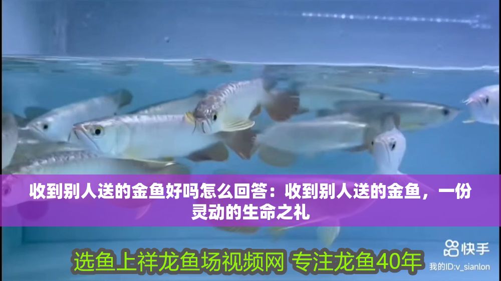 收到別人送的金魚好嗎怎么回答：收到別人送的金魚，一份靈動(dòng)的生命之禮