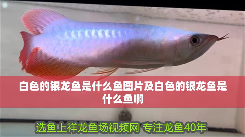 白色的銀龍魚是什么魚圖片及白色的銀龍魚是什么魚啊 白色的銀龍魚是什么魚圖片及白色的銀龍魚是什么魚啊 銀龍魚百科