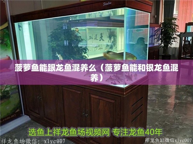 菠蘿魚能跟龍魚混養么（菠蘿魚能和銀龍魚混養）