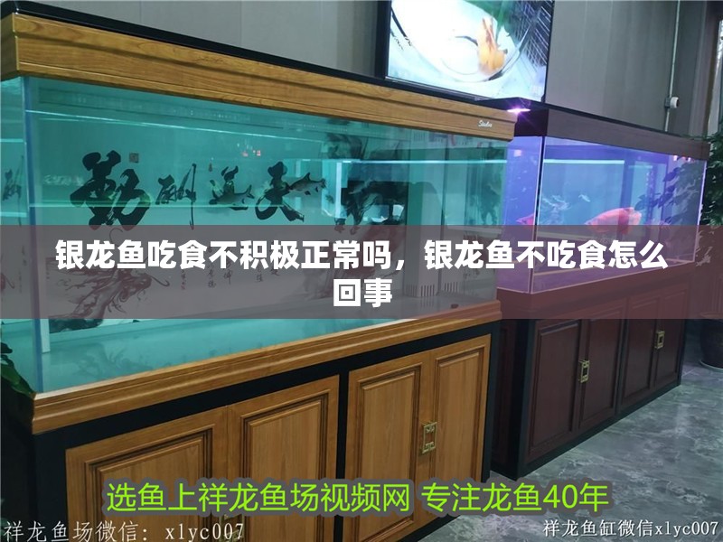 銀龍魚吃食不積極正常嗎，銀龍魚不吃食怎么回事