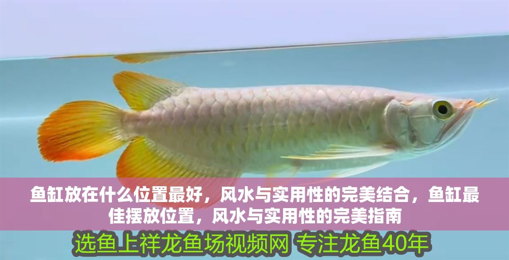 魚缸放在什么位置最好，風(fēng)水與實用性的完美結(jié)合，魚缸最佳擺放位置，風(fēng)水與實用性的完美指南