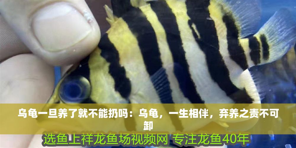 烏龜一旦養了就不能扔嗎：烏龜，一生相伴，棄養之責不可卸