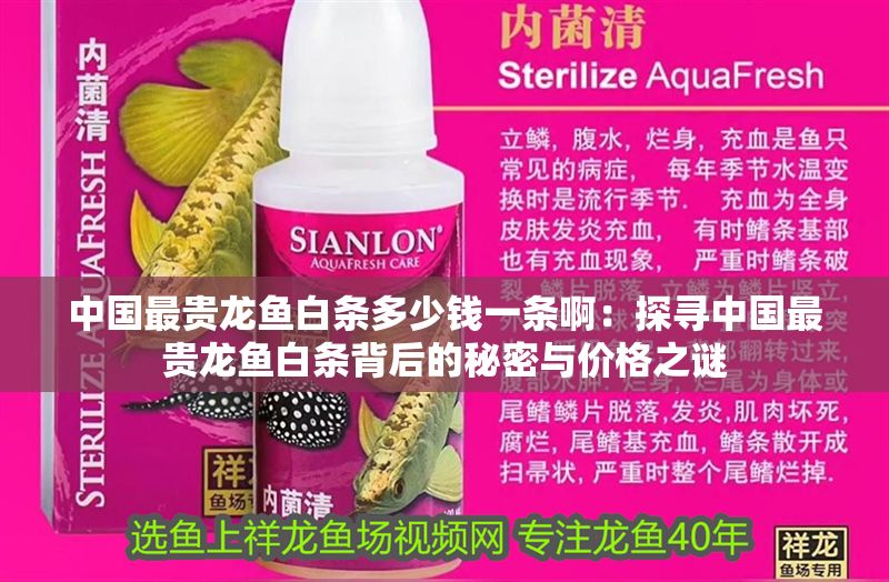 中國(guó)最貴龍魚白條多少錢一條啊：探尋中國(guó)最貴龍魚白條背后的秘密與價(jià)格之謎