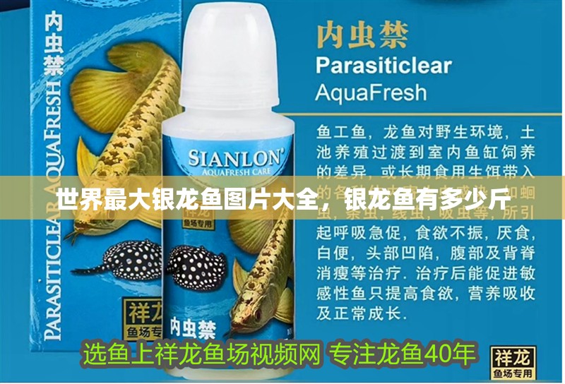 世界最大銀龍魚圖片大全，銀龍魚有多少斤 世界最大銀龍魚圖片大全，銀龍魚有多少斤 銀龍魚百科