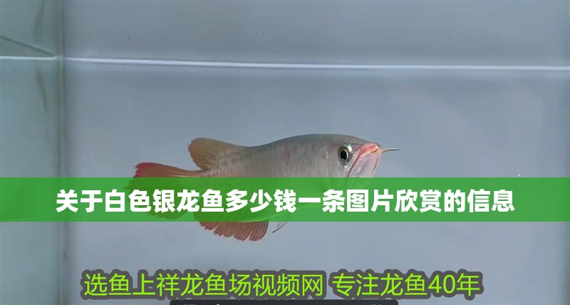 什么魚能和龍魚、虎魚混養(yǎng)(龍魚能和虎魚混養(yǎng)嗎) 關(guān)于白色銀龍魚多少錢一條圖片欣賞的信息 銀龍魚百科 關(guān)于白色銀龍魚多少錢一條圖片欣賞的信息 關(guān)于白色銀龍魚多少錢一條圖片欣賞的信息 銀龍魚百科