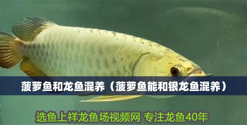 菠蘿魚和龍魚混養（菠蘿魚能和銀龍魚混養）