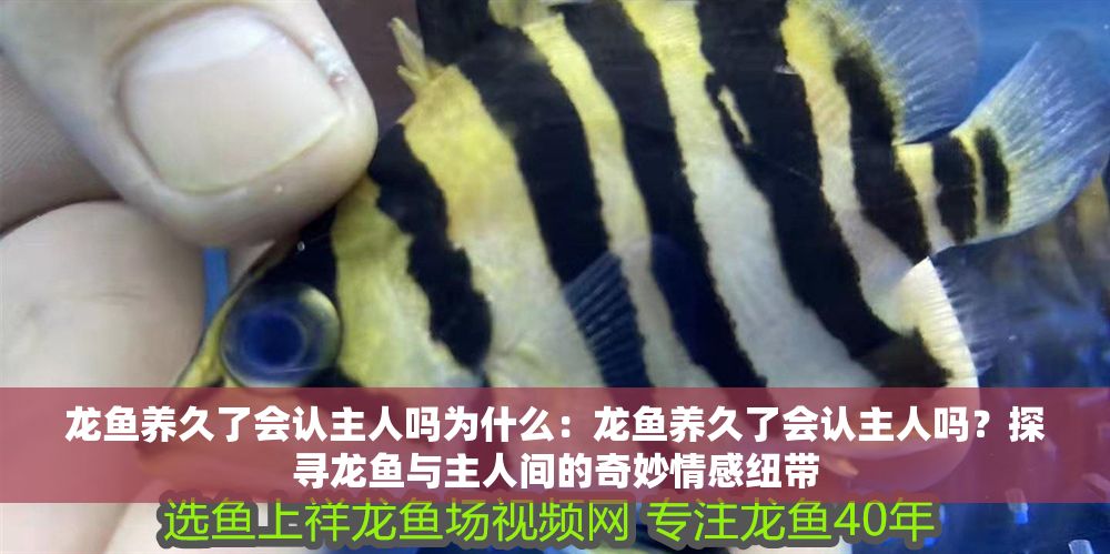 龍魚養久了會認主人嗎為什么：龍魚養久了會認主人嗎？探尋龍魚與主人間的奇妙情感紐帶