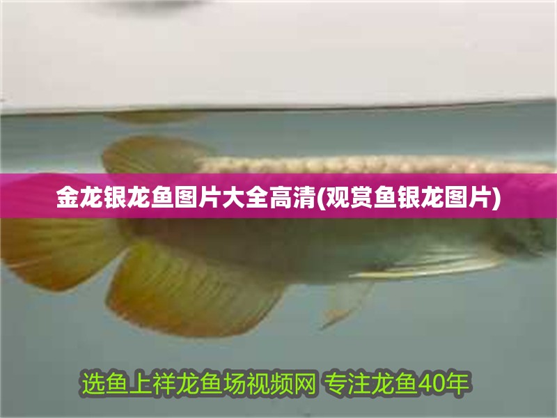 金龍銀龍魚圖片大全高清(觀賞魚銀龍圖片)