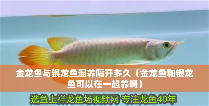 金龍魚與銀龍魚混養隔開多久（金龍魚和銀龍魚可以在一起養嗎）