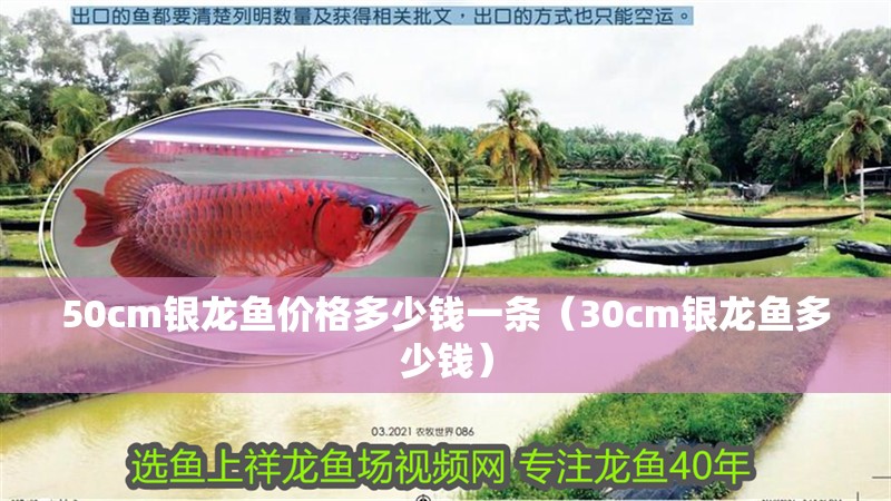 50cm銀龍魚(yú)價(jià)格多少錢(qián)一條（30cm銀龍魚(yú)多少錢(qián)）