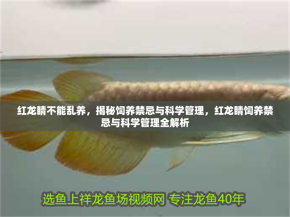 詳細閱讀:紅龍睛不能亂養,揭秘飼養禁忌與科學管理,紅龍睛飼養禁忌與科學管理全解析 紅龍睛不能亂養,揭秘飼養禁忌與科學管理,紅龍睛飼養禁忌與科學管理全解析