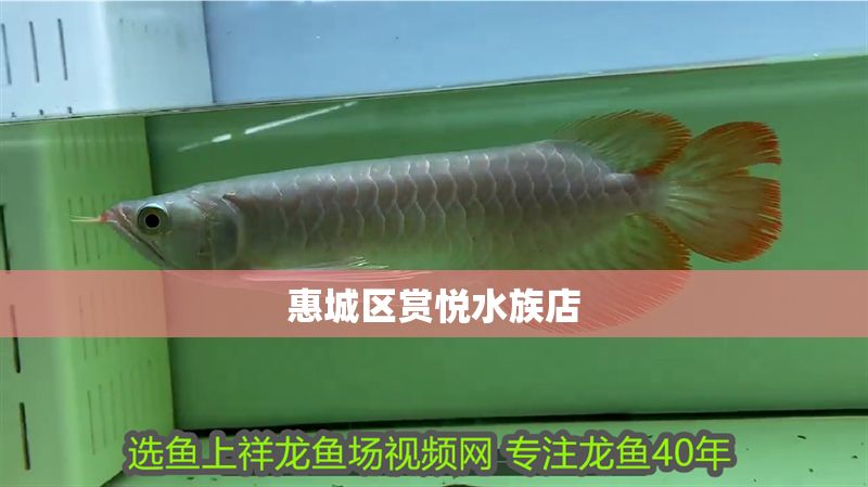 惠城區賞悅水族店 惠城區賞悅水族店 全國水族館企業名錄 第1張
