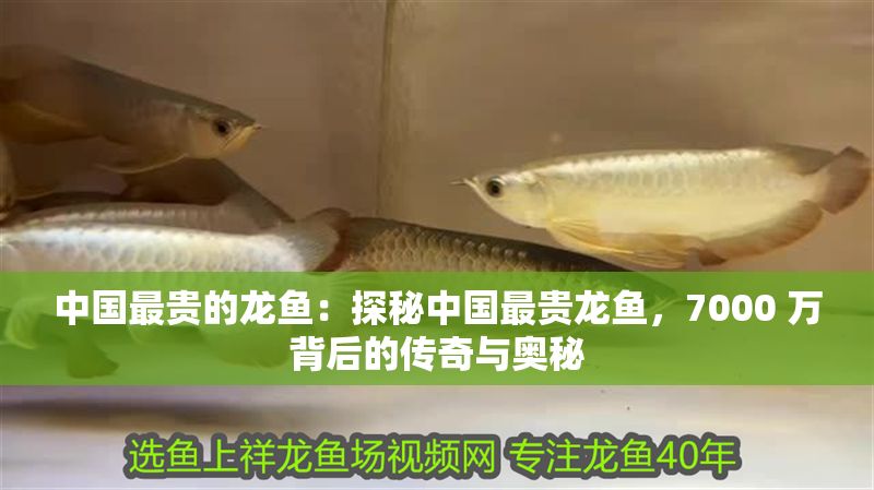 中國最貴的龍魚：探秘中國最貴龍魚，7000 萬背后的傳奇與奧秘