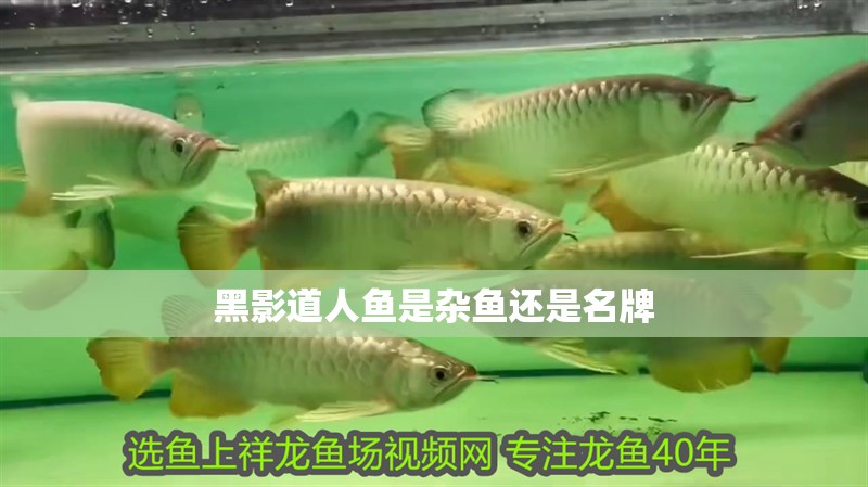 黑影道人魚是雜魚還是名牌 黑影道人魚是雜魚還是名牌 龍魚論壇