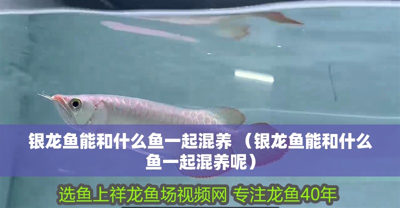 銀龍魚能和什么魚一起混養 （銀龍魚能和什么魚一起混養呢）