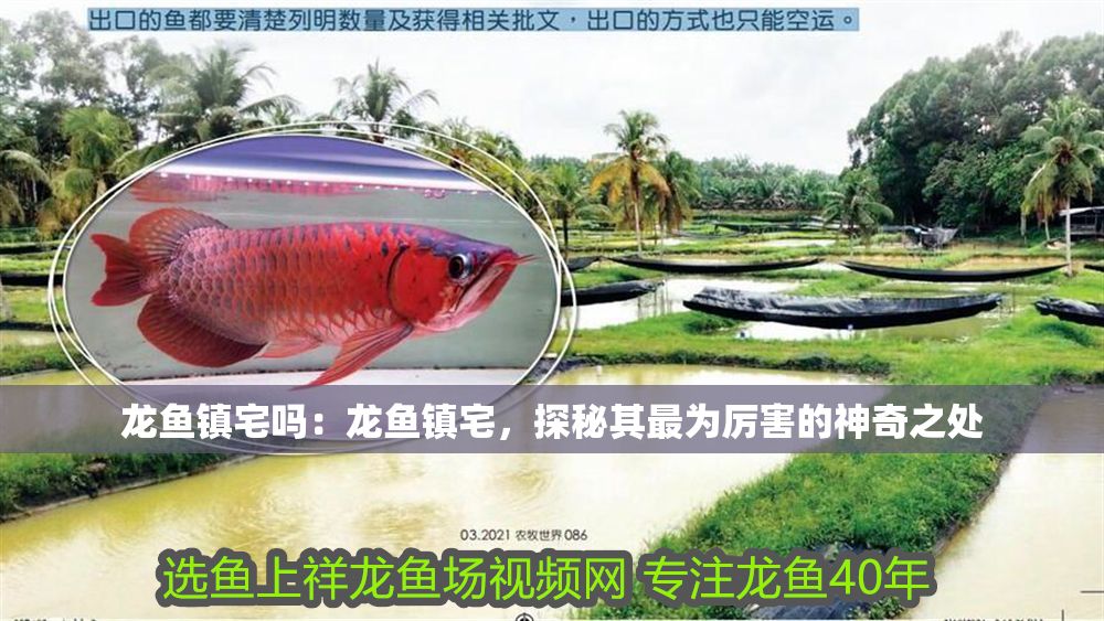 龍魚鎮(zhèn)宅嗎：龍魚鎮(zhèn)宅，探秘其最為厲害的神奇之處
