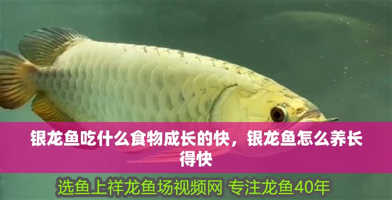 銀龍魚吃什么食物成長的快，銀龍魚怎么養長得快