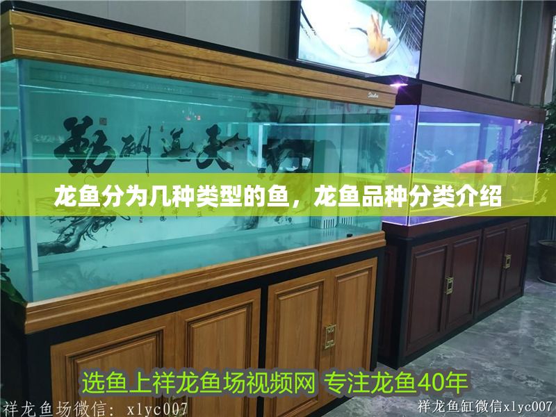 龍魚分為幾種類型的魚，龍魚品種分類介紹 龍魚分為幾種類型的魚，龍魚品種分類介紹 龍魚百科 第2張