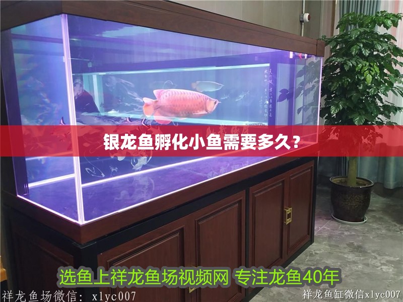 銀龍魚孵化小魚需要多久？