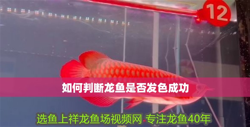 如何判斷龍魚是否發(fā)色成功