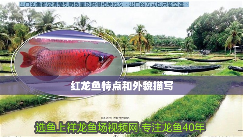 紅龍魚特點和外貌描寫