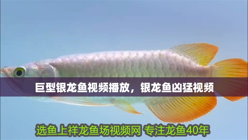 巨型銀龍魚視頻播放，銀龍魚兇猛視頻