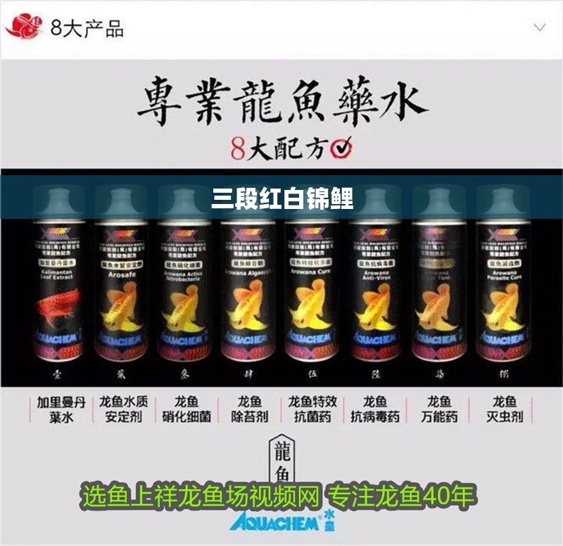 三段紅白錦鯉