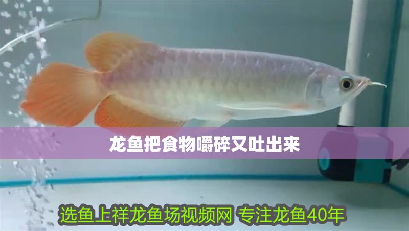 龍魚把食物嚼碎又吐出來 龍魚百科 第2張 龍魚把食物嚼碎又吐出來 龍魚把食物嚼碎又吐出來 龍魚百科 第2張