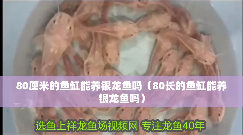 80厘米的魚缸能養(yǎng)銀龍魚嗎（80長的魚缸能養(yǎng)銀龍魚嗎） 80厘米的魚缸能養(yǎng)銀龍魚嗎（80長的魚缸能養(yǎng)銀龍魚嗎） 銀龍魚百科