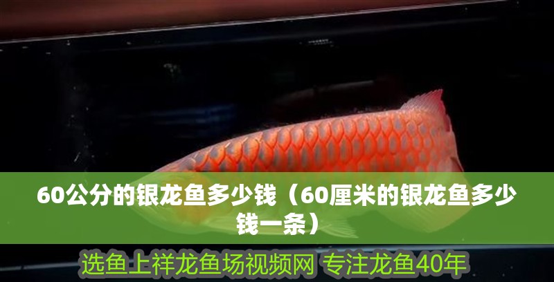 60公分的銀龍魚(yú)多少錢（60厘米的銀龍魚(yú)多少錢一條）