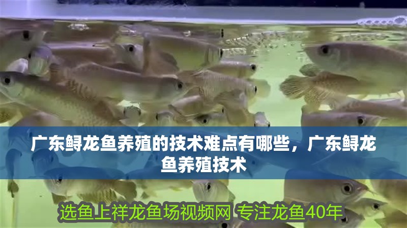 給大魚缸換水的作文:體驗給大魚缸換水的樂趣:體驗給大魚缸換水:給大魚缸換水的作文 廣東鱘龍魚養殖的技術難點有哪些,廣東鱘龍魚養殖技術 龍魚百科 廣東鱘龍魚養殖的技術難點有哪些,廣東鱘龍魚養殖技術 廣東鱘龍魚養殖的技術難點有哪些,廣東鱘龍魚養殖技術 龍魚百科